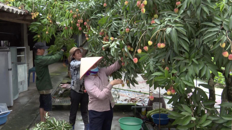 Vải lai ch&iacute;n sớm Hưng Y&ecirc;n v&agrave;o vụ thu hoạch