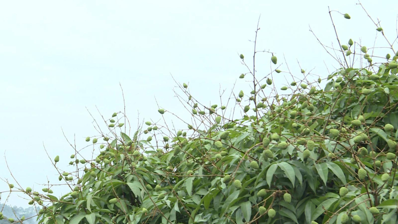 Cấp th&ecirc;m 12 m&atilde; số v&ugrave;ng trồng cho vải thiều Bắc Giang