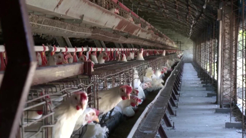 Tổ chức Thú y Thế giới khuyến cáo tiêm vaccine ngừa cúm gia cầm