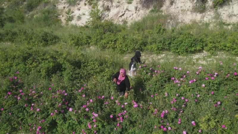 Mùa hoa hồng nở rộ ở Lebanon