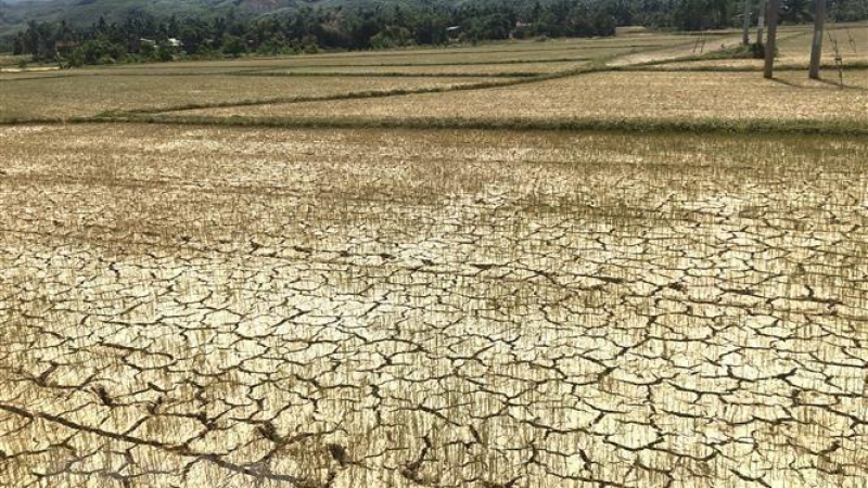 Chủ động triển khai các biện pháp cấp bách ứng phó với nguy cơ nắng nóng, hạn hán, thiếu nước, xâm nhập