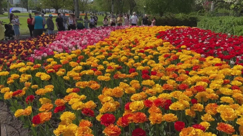 Rực rỡ lễ hội hoa tulip ở Ottawa, Canada