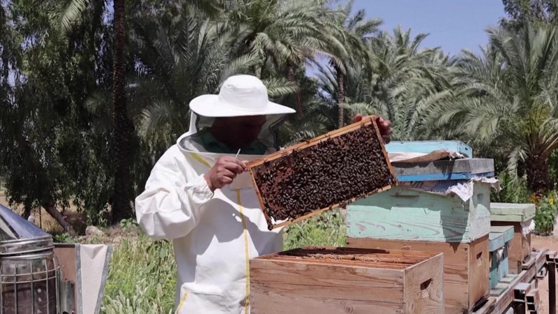 Nghề nuôi ong ở Iraq dần biến mất do biến đổi khí hậu