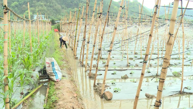 Dông lốc, mưa đá gây thiệt hại nặng nề ở nhiều nơi