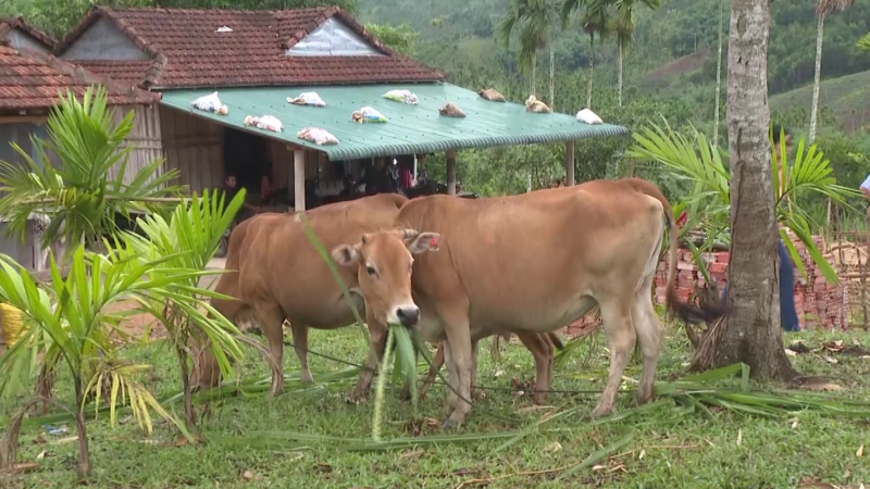 Hỗ trợ sinh kế vật nuôi cho hộ nghèo