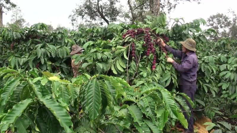 Khuyến cáo không trồng ồ ạt cây cà phê khi giá tăng cao