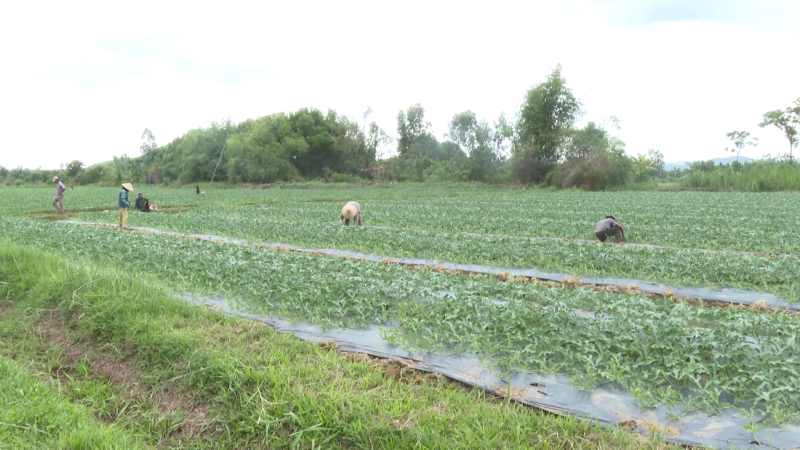 Trồng dưa hấu rải vụ ở Đức Phổ