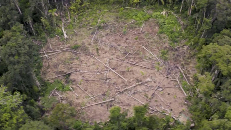 Tái phủ xanh Amazon nhờ robot “gieo hạt”