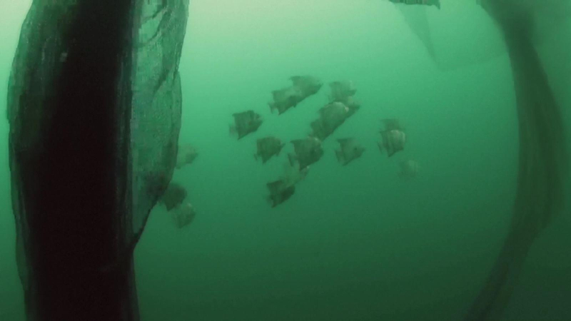 Đại dương “kêu cứu”