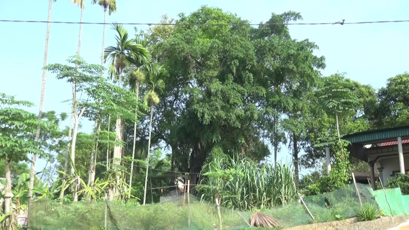 Cây Thị ở 700 năm được công nhận cây Di sản Việt Nam