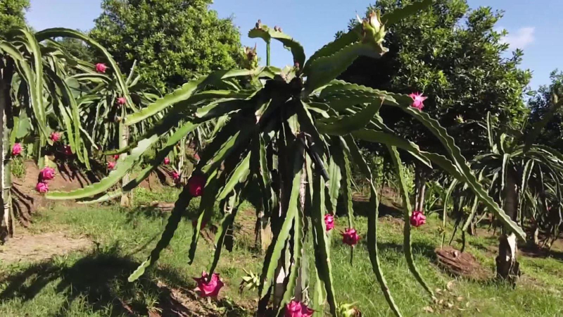 Trái cây Việt tiếp tục bứt phá