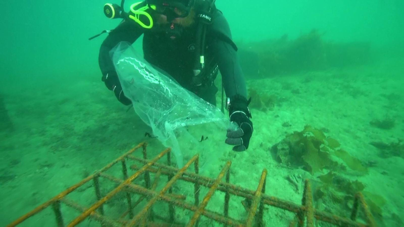 “Khách sạn” cá ngựa dưới biển sâu