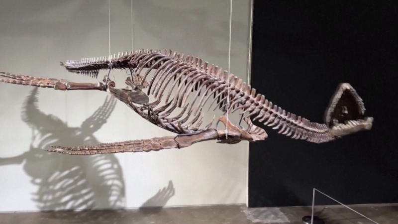 Đấu giá hóa thạch khủng long kỷ Jura