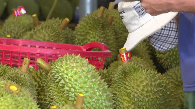 Sầu ri&ecirc;ng l&agrave; tr&aacute;i c&acirc;y c&oacute; kim ngạch xuất khẩu lớn nhất Việt Nam