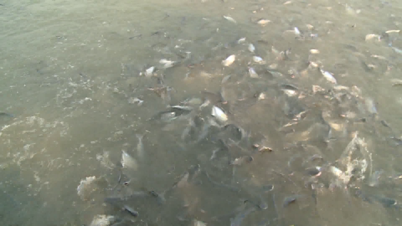 Xuất khẩu cá tra sang thị trường CPTPP giảm mạnh