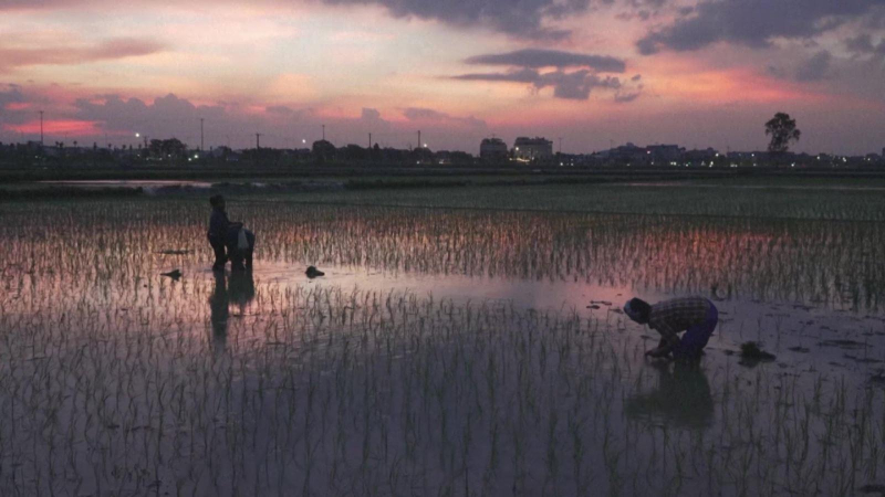 Nông dân Việt cấy lúa đêm lên truyền hình Pháp