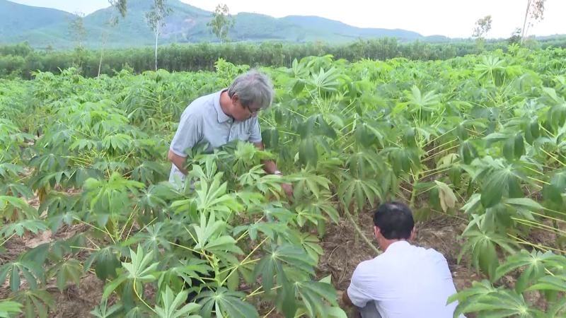 Tuyển chọn giống mì mới kháng bệnh khảm lá