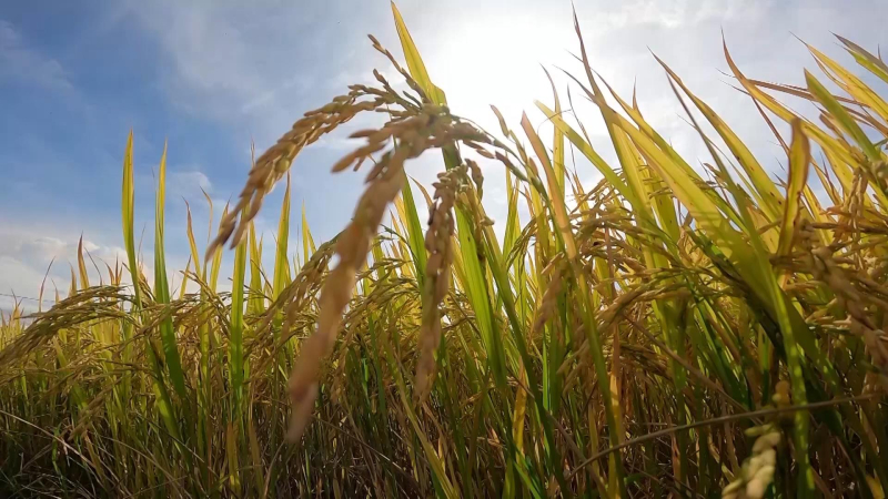 Giá trị sản xuất đất canh tác nông nghiệp bình quân đạt 85 triệu đồng/ha