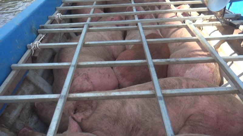 Siết chặt kiểm soát buôn lậu, vận chuyển lợn trái phép