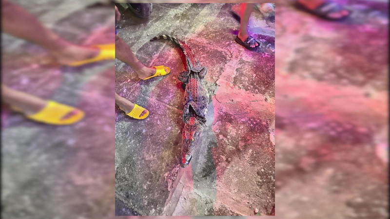 Đ&atilde; bắt được c&aacute; sấu xuất hiện tr&ecirc;n s&ocirc;ng ở Phước Long