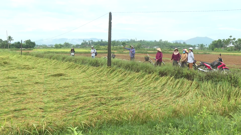 Mưa dông làm lúa ngã đổ nhiều