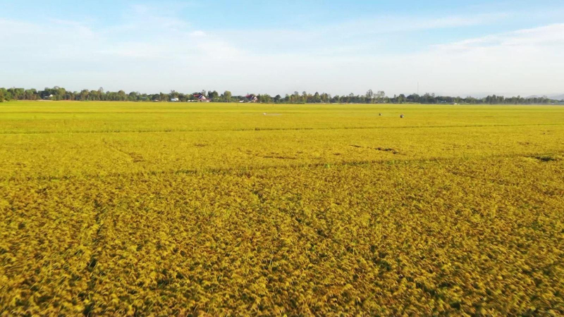 Nguồn cung xuất khẩu gạo sẽ tăng mạnh