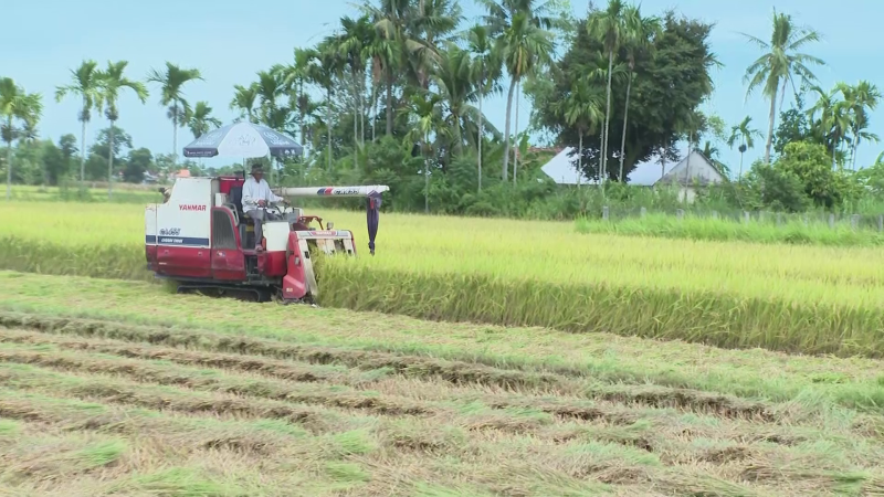 Quảng Ngãi được mùa lúa Hè Thu