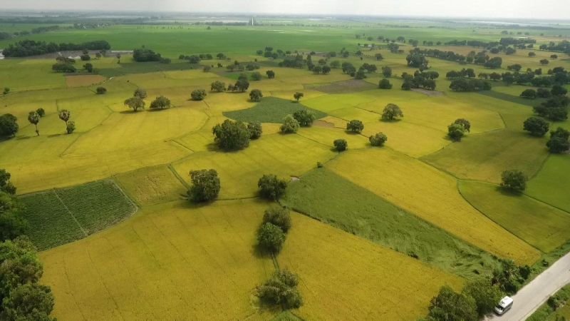 Giữ vững an ninh lương thực và số lượng đơn hàng gạo