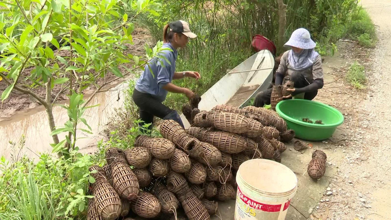 Đậm đà hương vị mắm cáy Hồng Tiến, Thái Bình