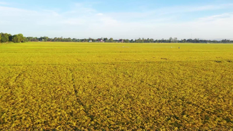 Xuất khẩu gạo đạt 2,62 tỷ USD