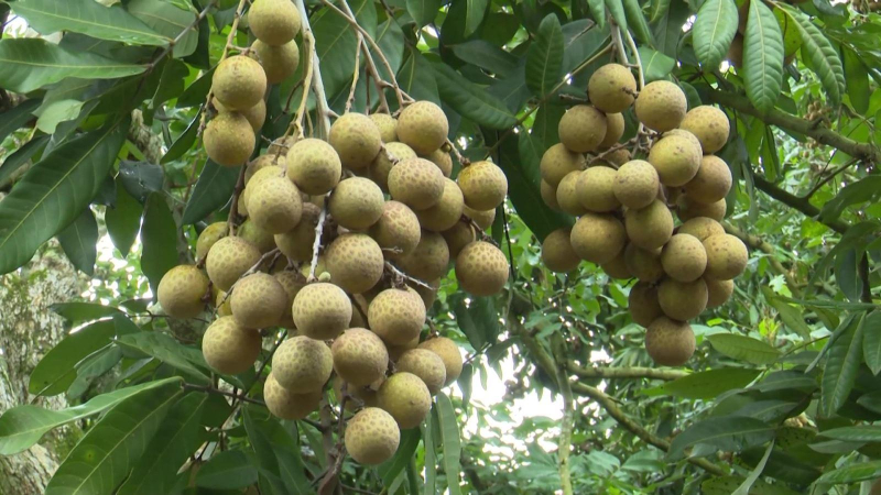 Sẽ mở sàn thương mại điện tử cho đặc sản địa phương