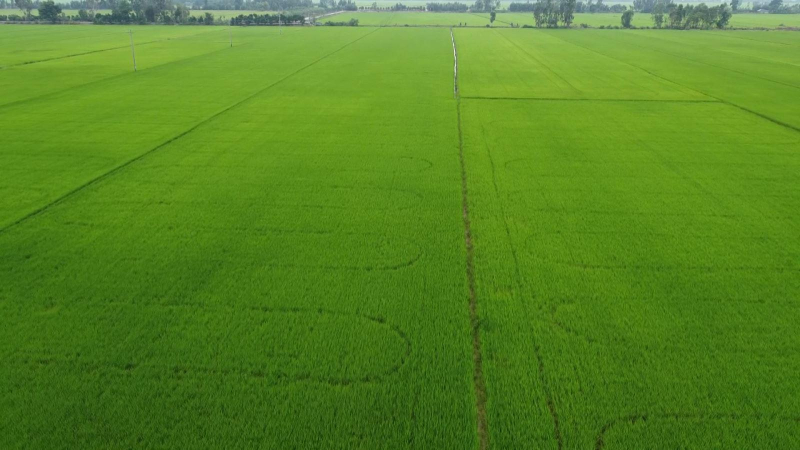 L&uacute;a &ldquo;sốt&rdquo; gi&aacute;, n&ocirc;ng d&acirc;n Đồng Th&aacute;p vừa mừng, vừa lo