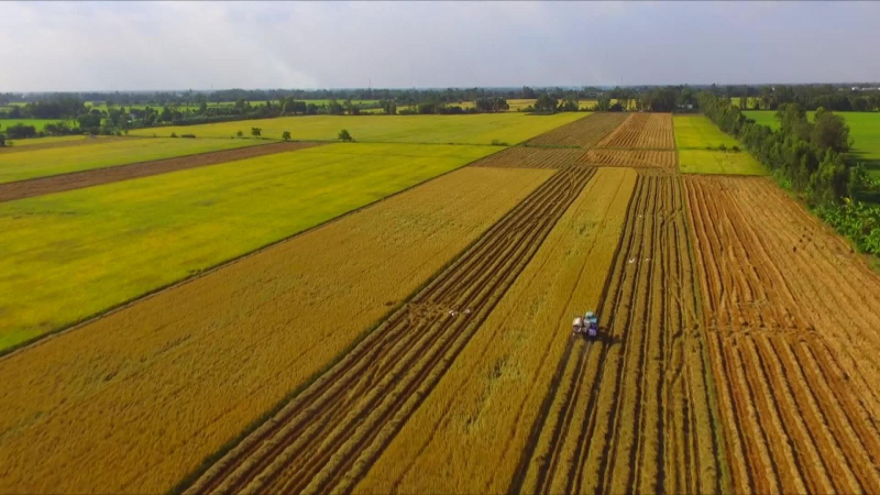 Bình ổn thị trường trong nước và thị trường xuất khẩu gạo