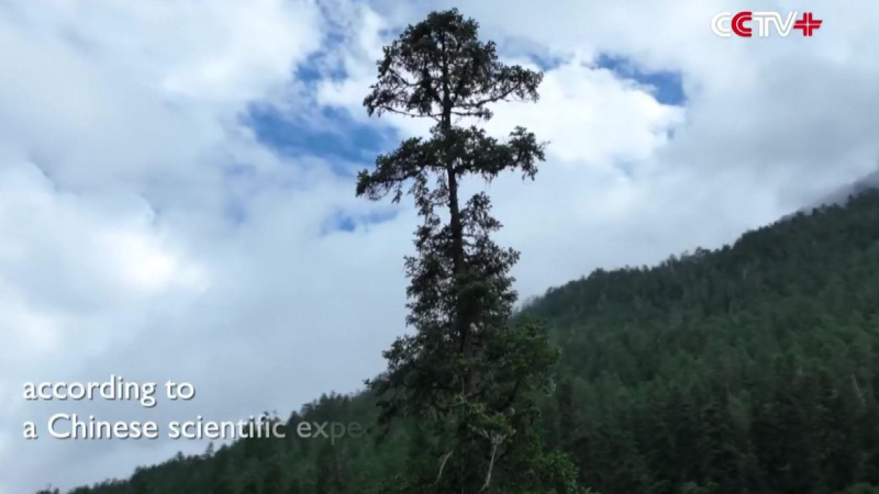 Cây bách cao 102,3m phá kỷ lục cây cao nhất châu Á