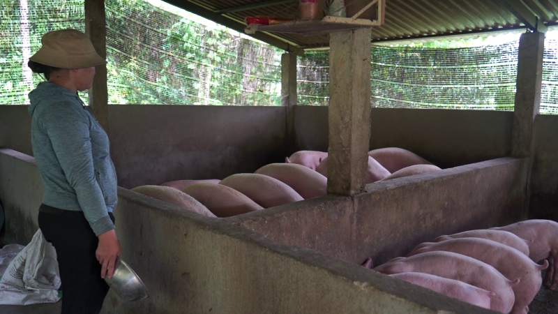 Vốn tín dụng chính sách giúp đồng bào dân tộc thiểu số thoát nghèo