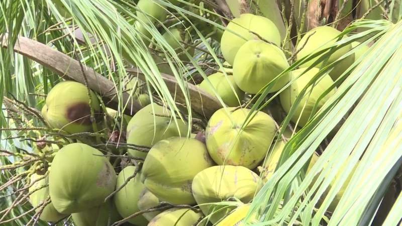 Cơ hội cho dừa Việt Nam tại thị trường Mỹ