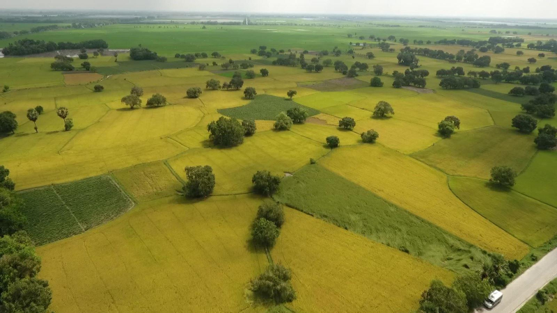 Tăng xuất khẩu gạo nhưng phải đảm bảo an ninh lương thực