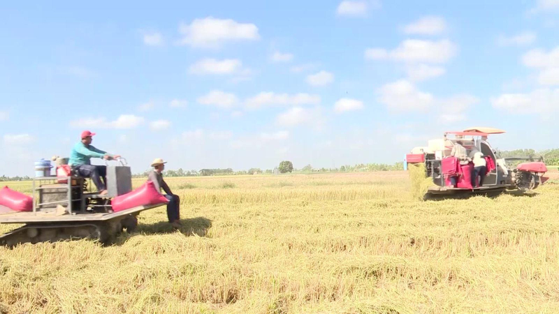 Bộ Công Thương yêu cầu bình ổn giá gạo trong nước