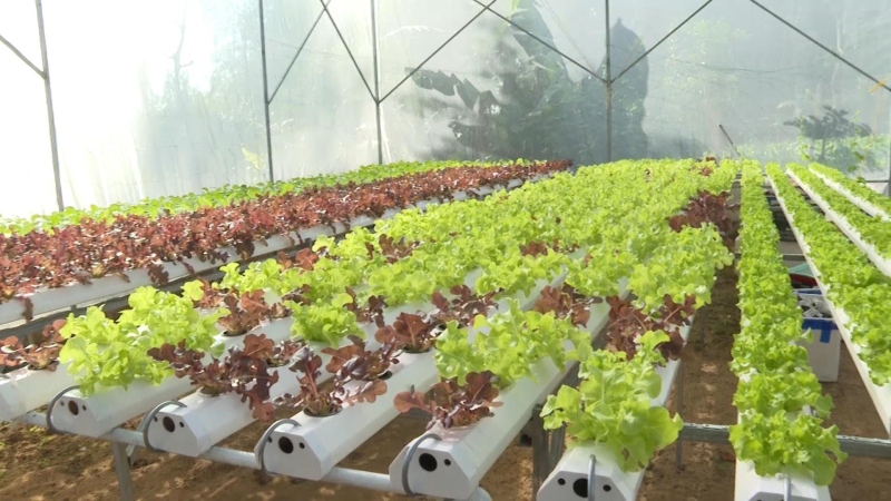 Hiệu quả canh tác trong nhà kính, nhà lưới