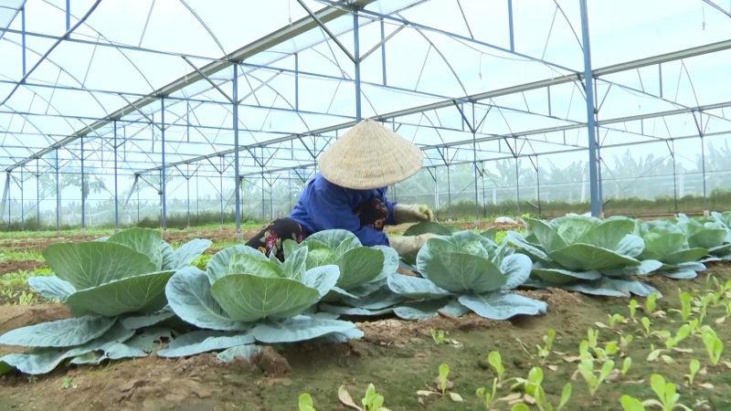 Nông dân làm nông sản sạch