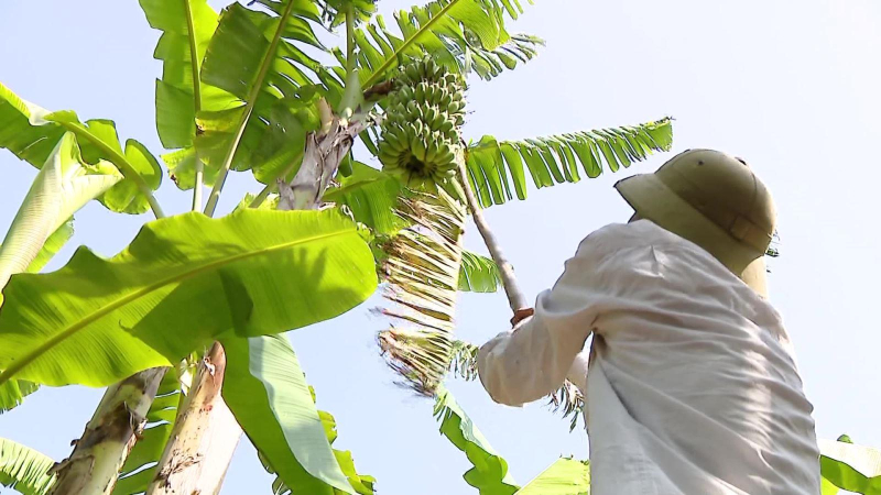 Xuất khẩu chuối sang Nhật Bản tăng đột biến