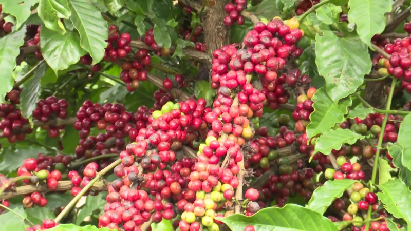 Cà phê Việt Nam hết hàng dù giá xuất khẩu tăng cao