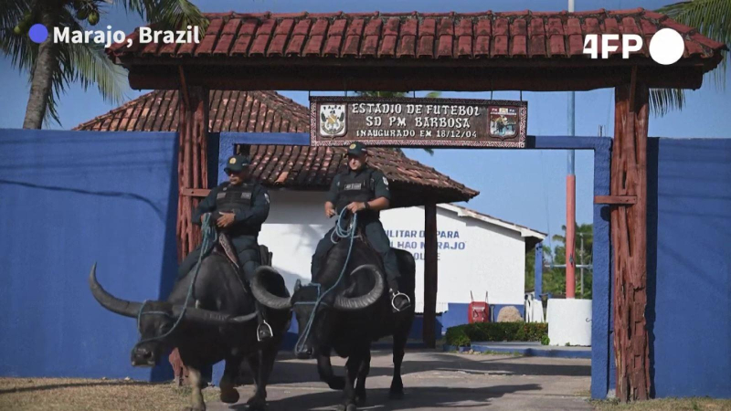 Đội quân trâu nước đặc biệt tại Brazil