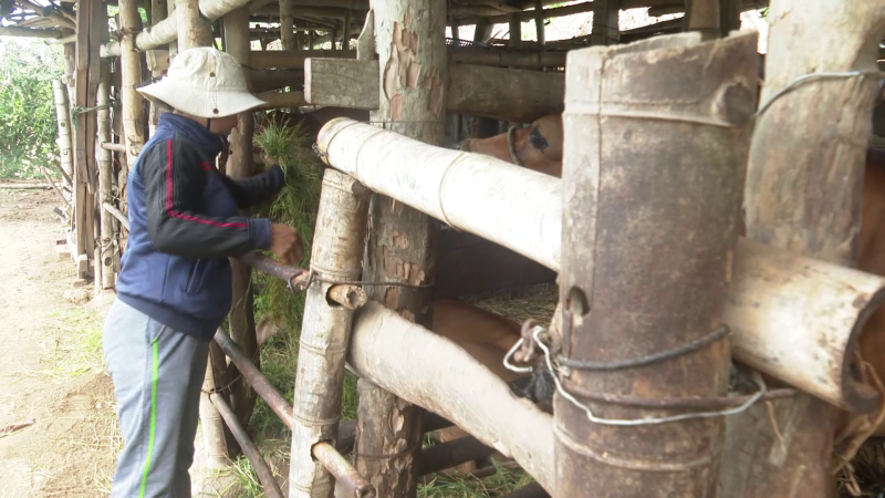 Mộ Đức hỗ trợ sinh kế cho hộ nghèo, cận nghèo