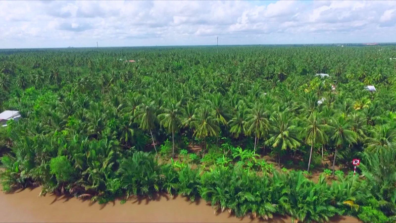 Ngành Dừa hướng đến kim ngạch tỷ đô