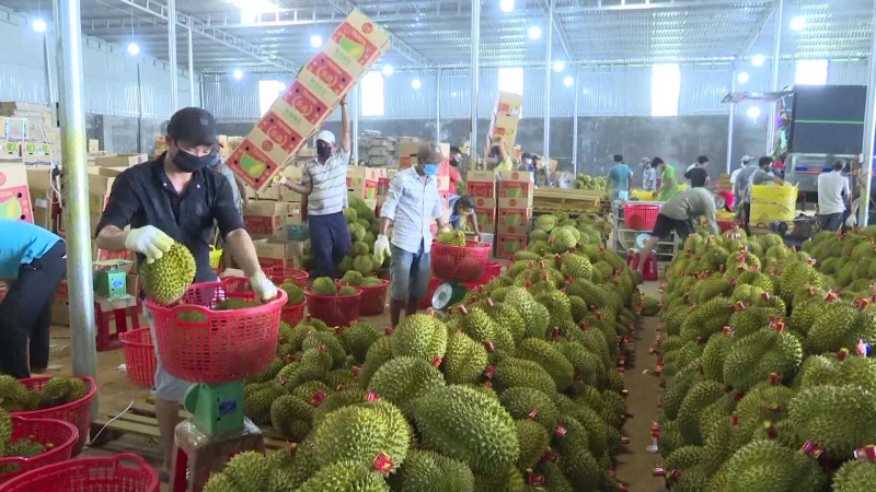 Xuất khẩu sầu ri&ecirc;ng 9 th&aacute;ng đem về 1,63 tỉ USD