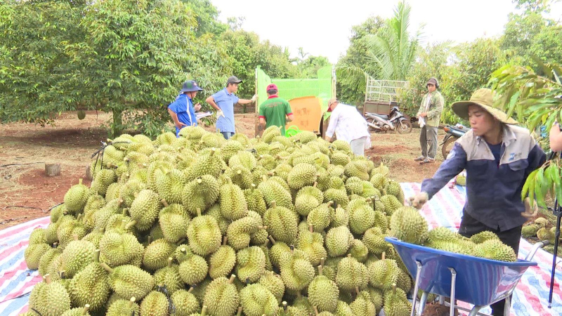 Diện tích trồng sầu riêng Tây Nguyên tăng quá nhanh