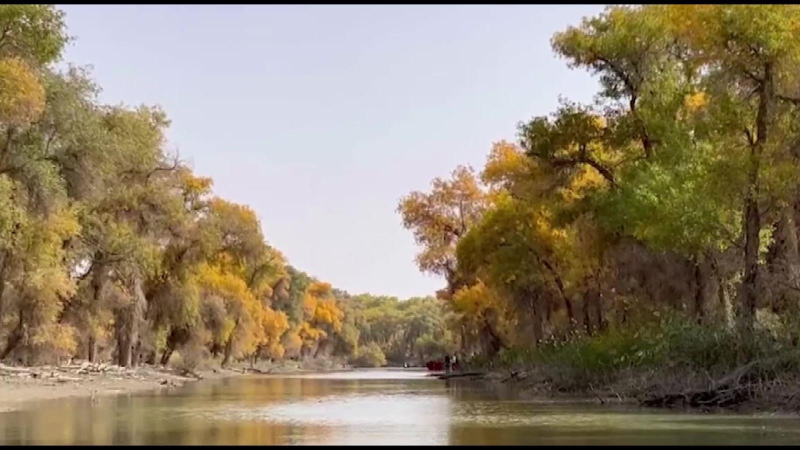 Cảnh sắc vạn mẫu rừng hồ dương Tarim