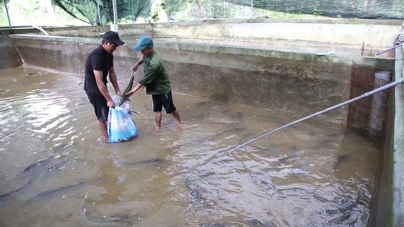 Sơn Tây xuất bán trên một tấn cá tầm