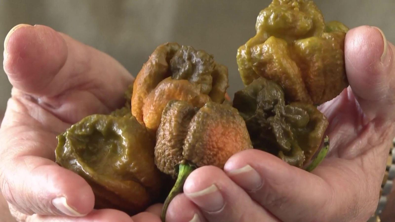 Kỷ lục mới về giống ớt cay nhất thế giới